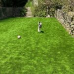 artificial grass for dogs